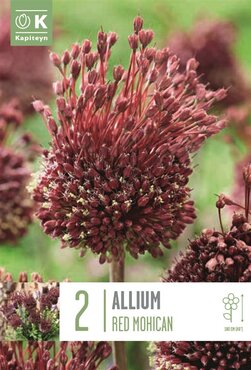 Allium Red Mohican