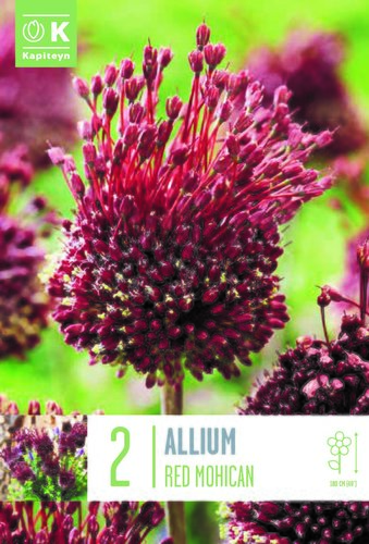 Allium Red Mohican x 2