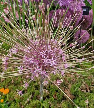 Allium Schubertii 2 Litre