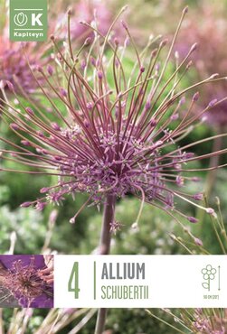 Allium Schubertii