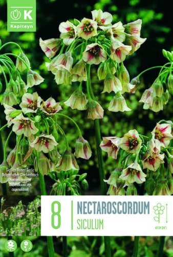 Allium Siculum (Nectaroscordum)