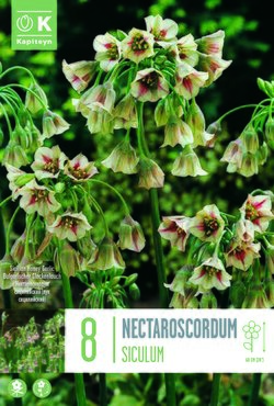 Allium Siculum (Nectaroscordum)
