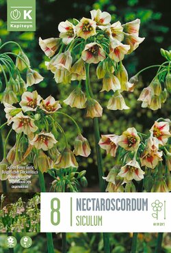 Allium Siculum (Nectaroscordum)