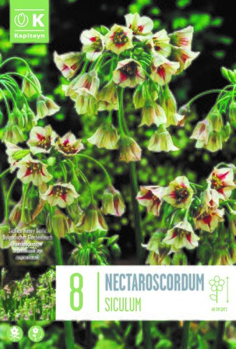 Allium Siculum (Nectaroscordum) x 8