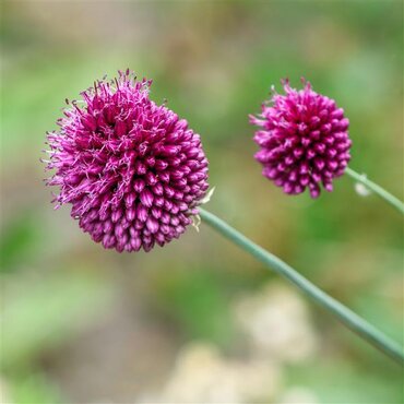 Allium Sphaerocephalon 9cm