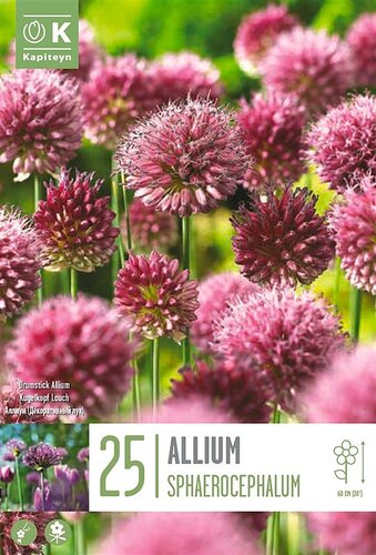 Allium Sphaerocephalum
