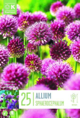 Allium Sphaerocephalum