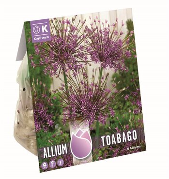 Allium Toabogo