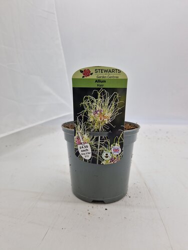 Allium Vineale Hair Potted Bulb 1 Litre