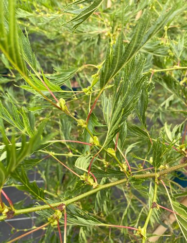 Alnus Imperialis 12 Litre