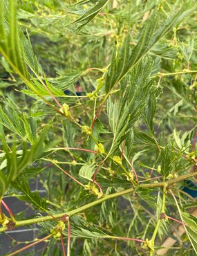 Alnus Imperialis 12 Litre
