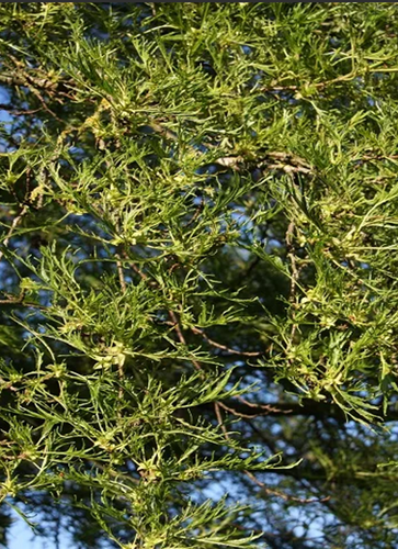 Alnus Imperialis 12 Litre