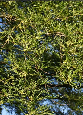 Alnus Imperialis 12 Litre