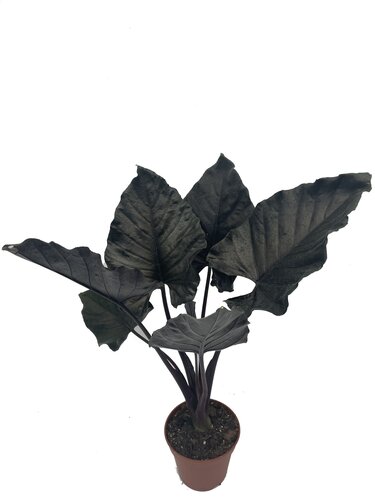Alocasia Antoro - image 1