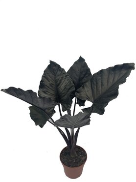 Alocasia Antoro - image 1