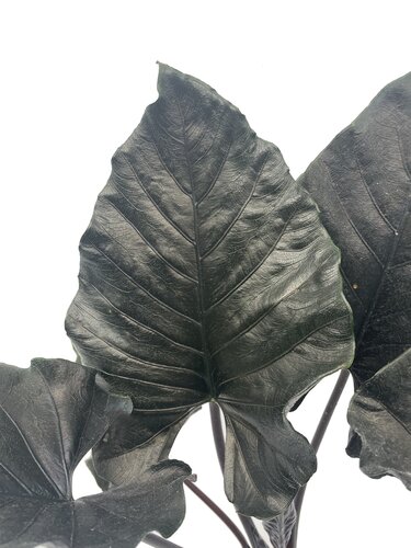 Alocasia Antoro - image 2