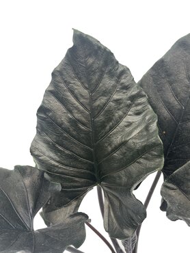 Alocasia Antoro - image 2