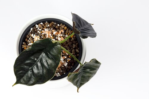 Alocasia azlanii 14cm - image 2