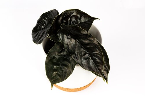 Alocasia azlanii 14cm - image 1