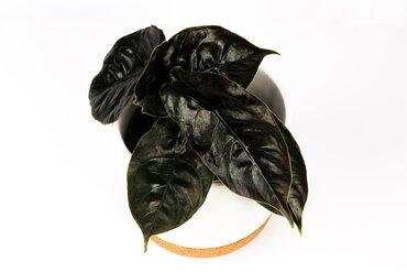Alocasia azlanii 14cm - image 1