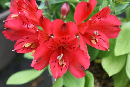 Alstroemeria Inca Bandit 2 Litre