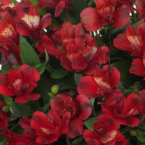 Alstroemeria Inticancha Doba 3 Litre