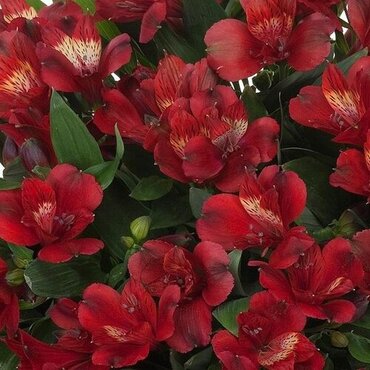 Alstroemeria Inticancha Doba 3 Litre
