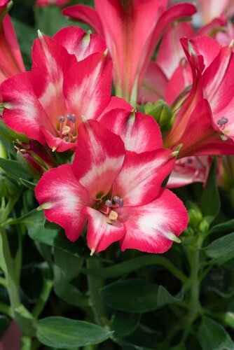 Alstroemeria Inticancha Mirabelle 2 Litre