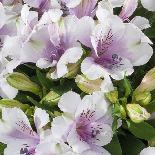 Alstroemeria Inticancha Moon 3 Litre