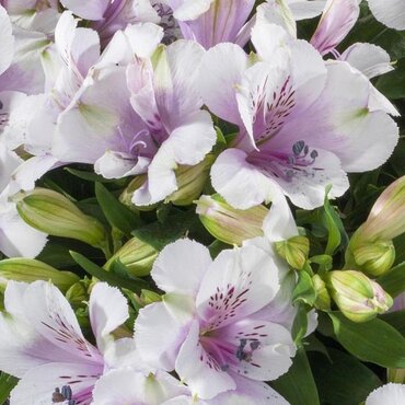 Alstroemeria Inticancha Moon 3 Litre