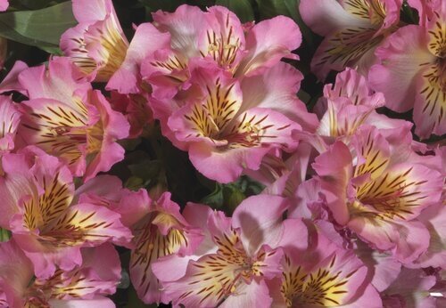 Alstroemeria Inticancha Sunshine 3 Litre