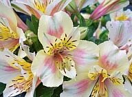Alstroemeria Little Miss Christina 3 Litre