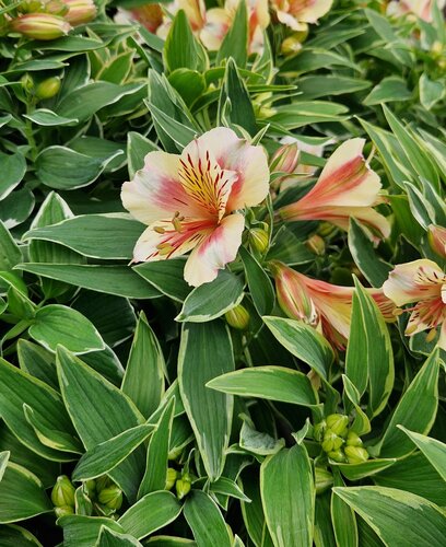 Alstroemeria Little Miss Zoe 3 Litre