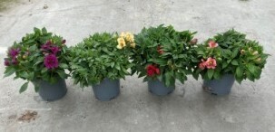 Alstromeria Colorita 3 Litre