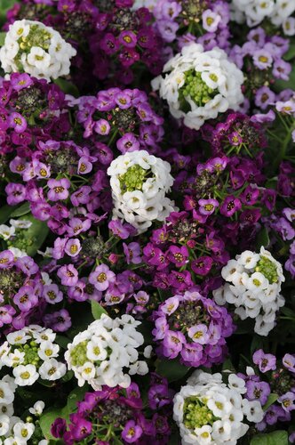 Alyssum Mixed Jumbo Six Pack