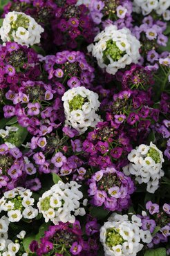 Alyssum Mixed Jumbo Six Pack