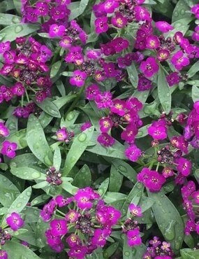 Alyssum Purple 6 Pack