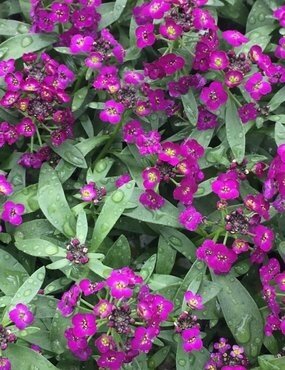 Alyssum Violet Six Pack