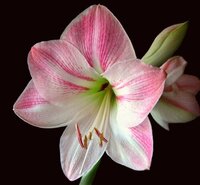 Amaryllis