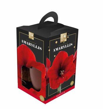 Amaryllis Benfica