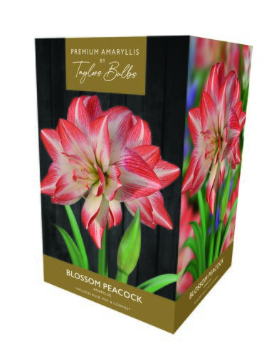 Amaryllis Blossom Peacock Premium Gift Box