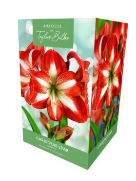 Amaryllis Christmas Star Gift Box