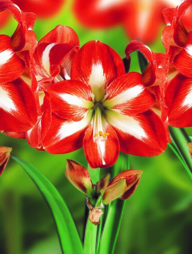 Amaryllis Christmas Star Loose Bulb