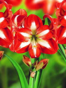 Amaryllis Christmas Star Loose Bulb