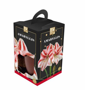 Amaryllis Clown
