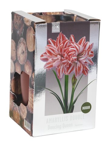 Amaryllis Double Dancing Queen