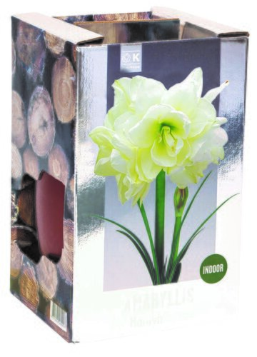 Amaryllis Double Marilyn