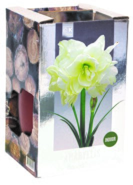 Amaryllis Double Marilyn