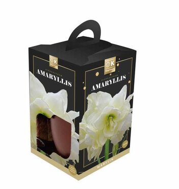 Amaryllis Double Marylin