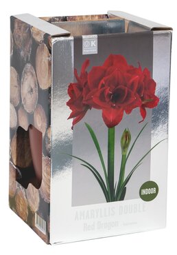 Amaryllis Double Red Dragon